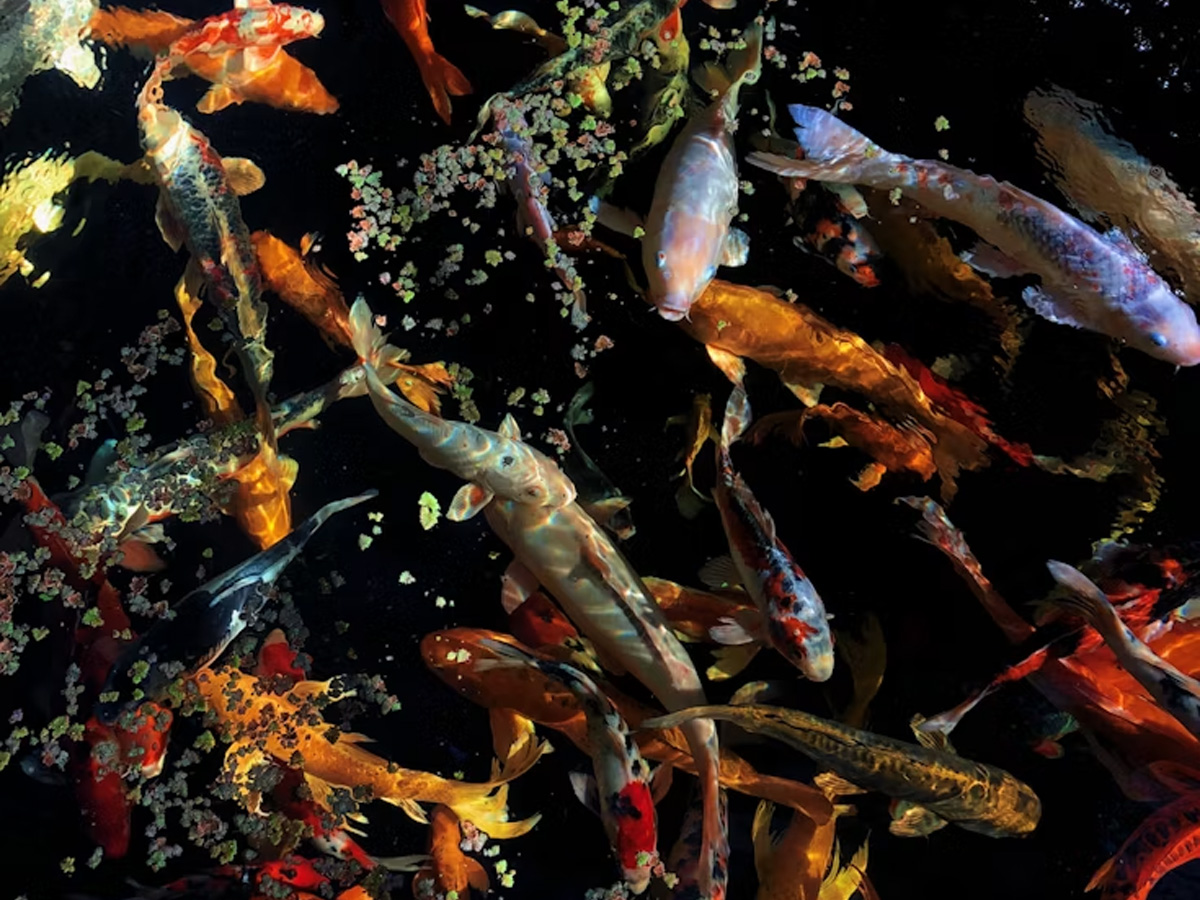 UV Germicidal Lamp Application in Koi Pond Water Treatment