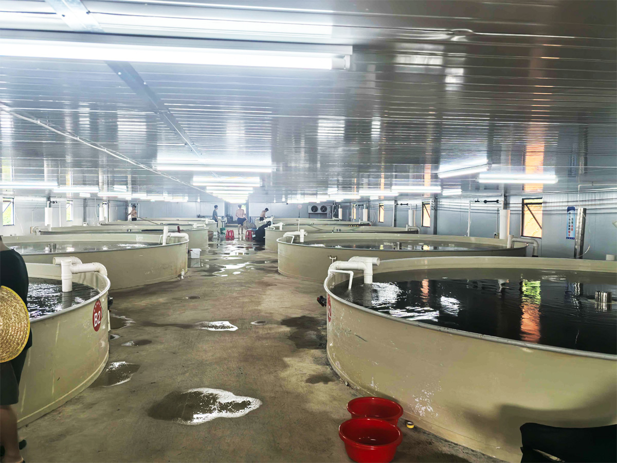 UV Germicidal Lamp Application in Aquaculture
